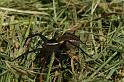 Dolomedes_fimbriatus_D5113_Z_90_Canal du Nivernais_Frankrijk